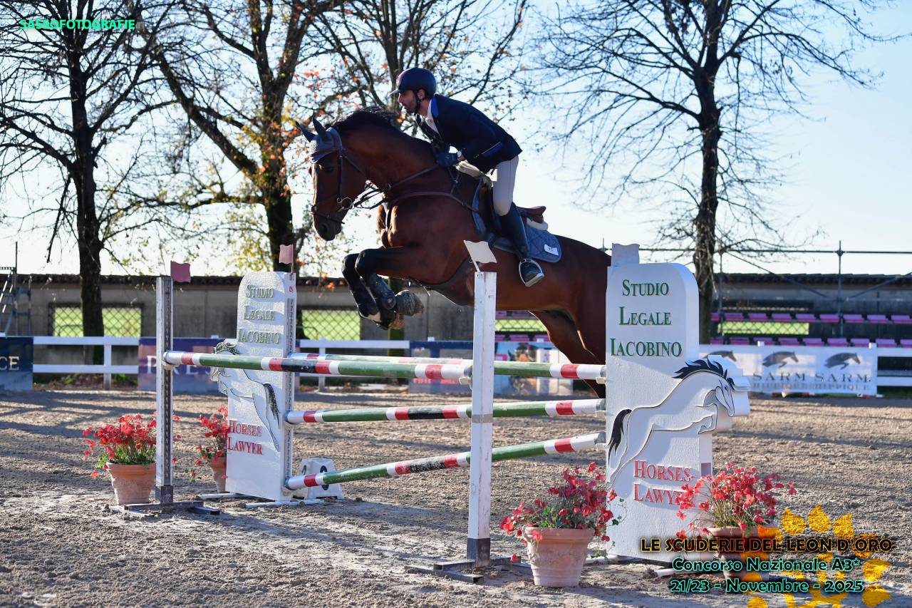 Vendita stallone anno 2016 SEIT