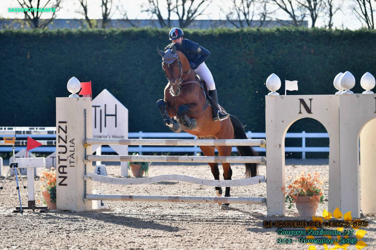 Vendita stallone anno 2016 SEIT