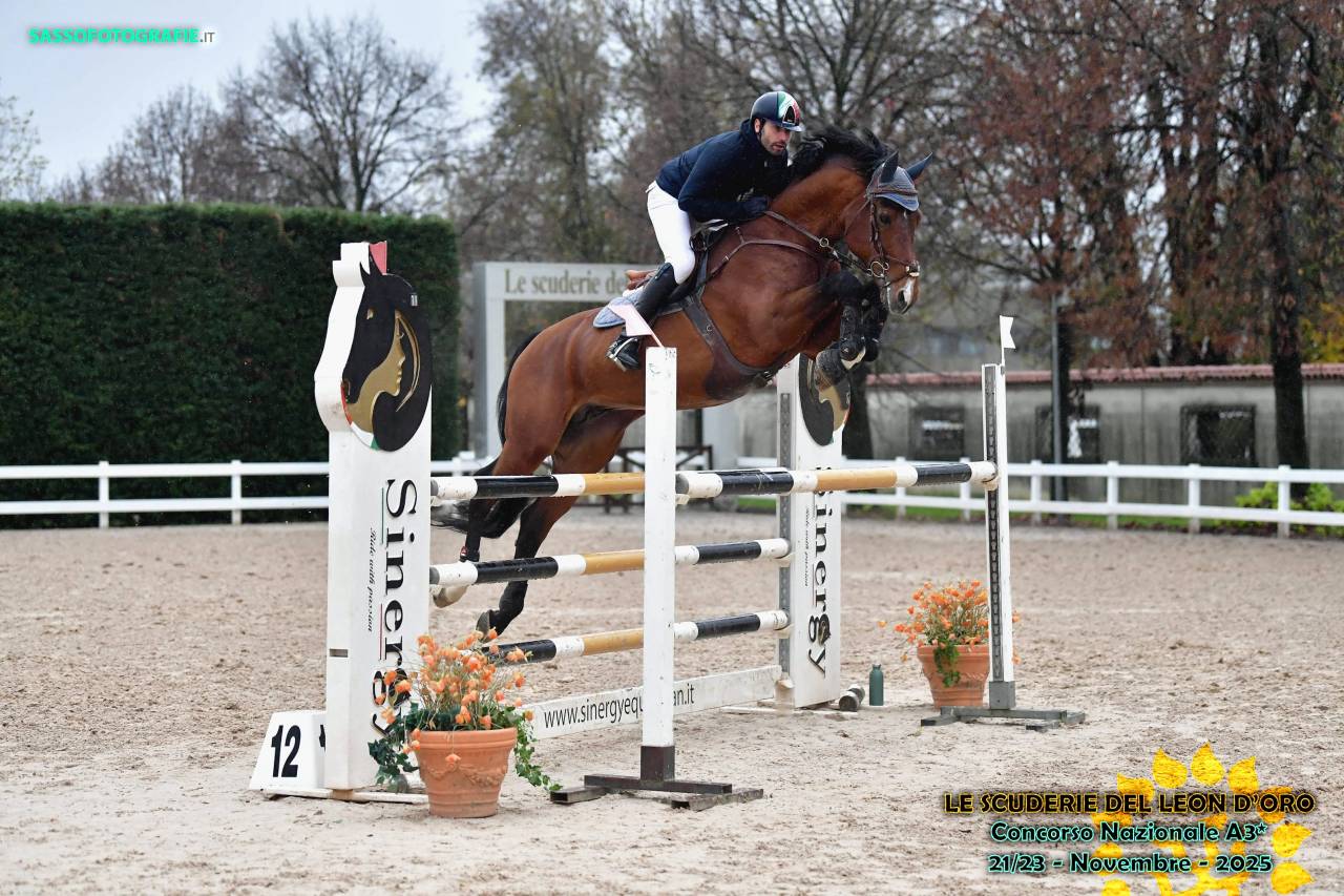 Vendita stallone anno 2016 SEIT