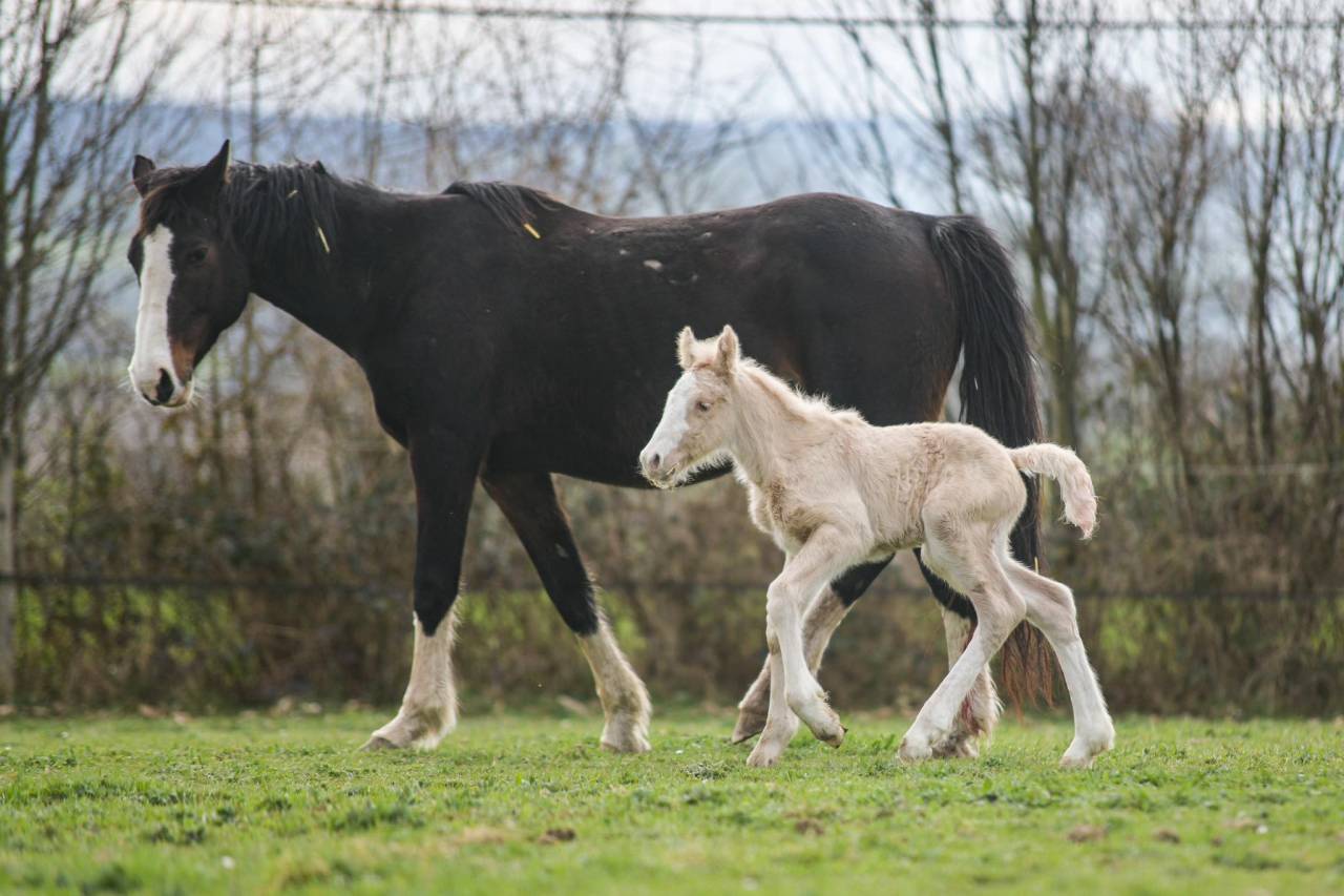 Puledra Gypsy Cob In vendita 2025 Palomino