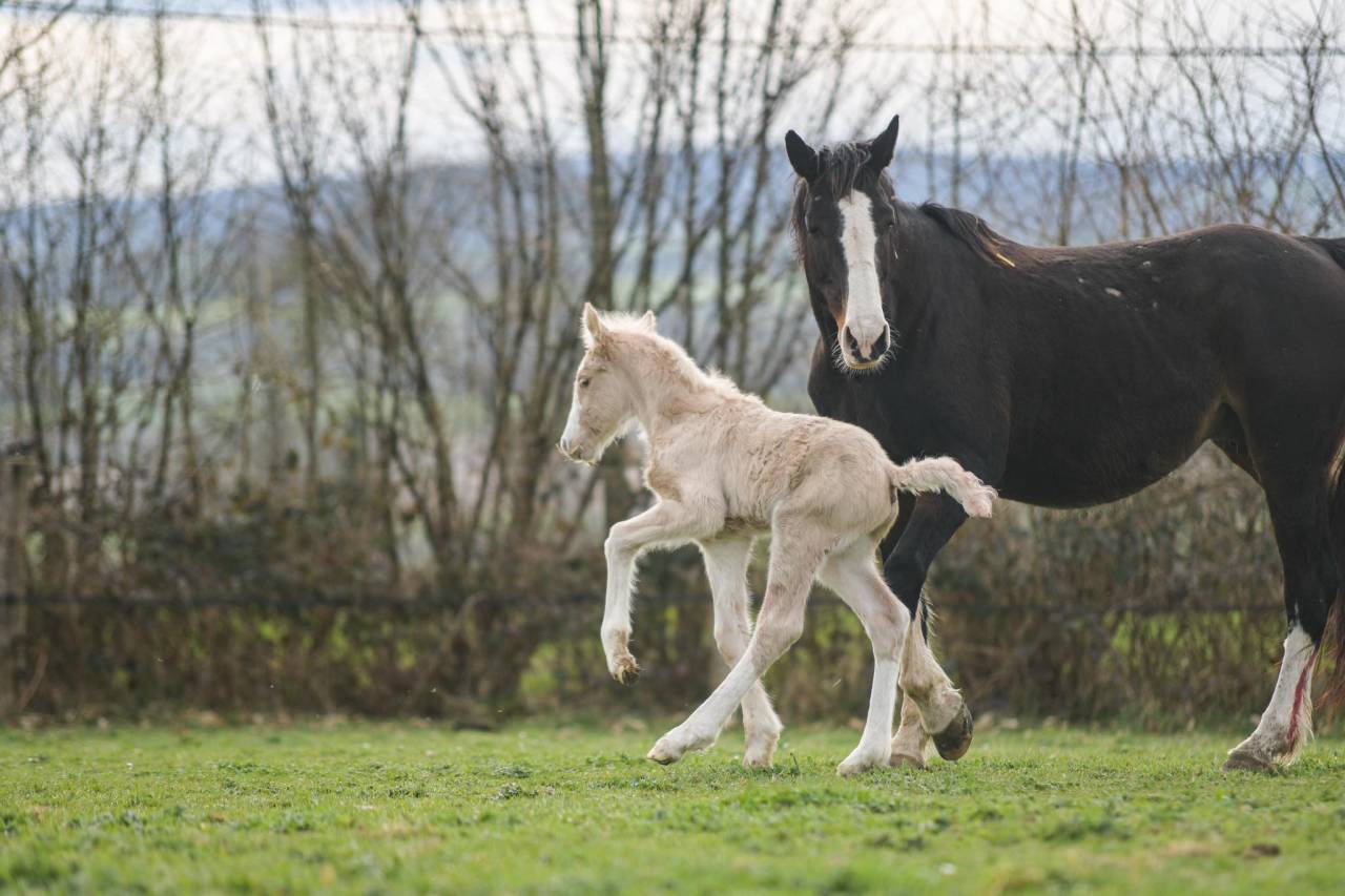 Puledra Gypsy Cob In vendita 2025 Palomino