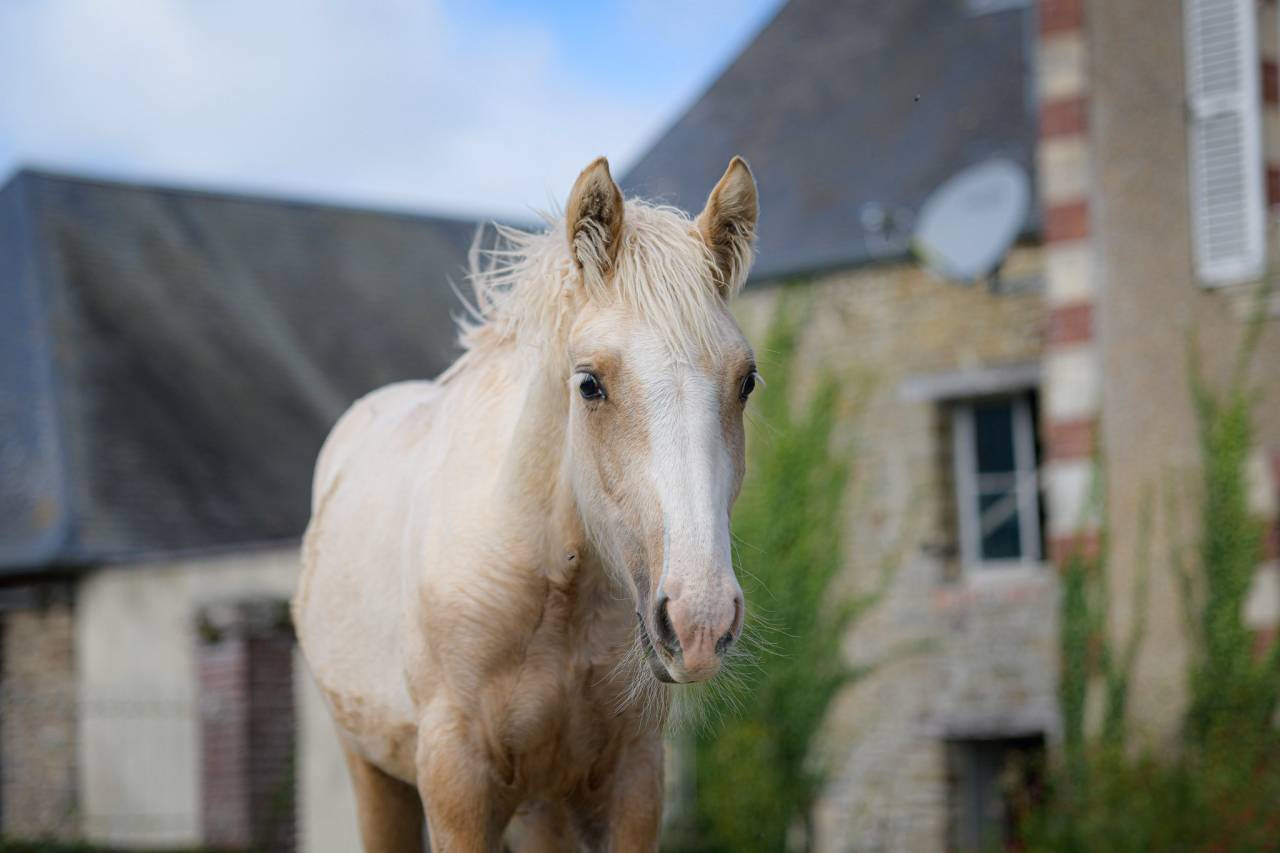 Puledra Gypsy Cob In vendita 2025 Palomino
