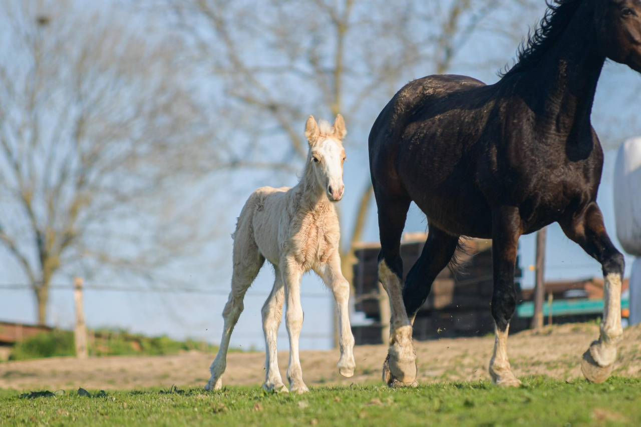 Puledra Gypsy Cob In vendita 2025 Palomino