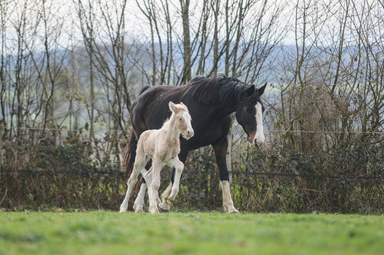 Puledra Gypsy Cob In vendita 2025 Palomino