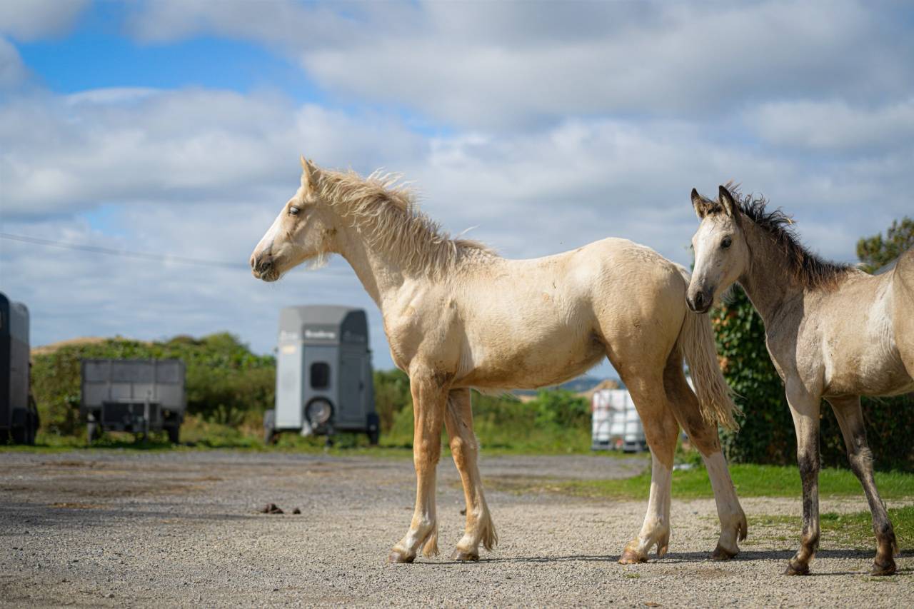 Puledra Gypsy Cob In vendita 2025 Palomino