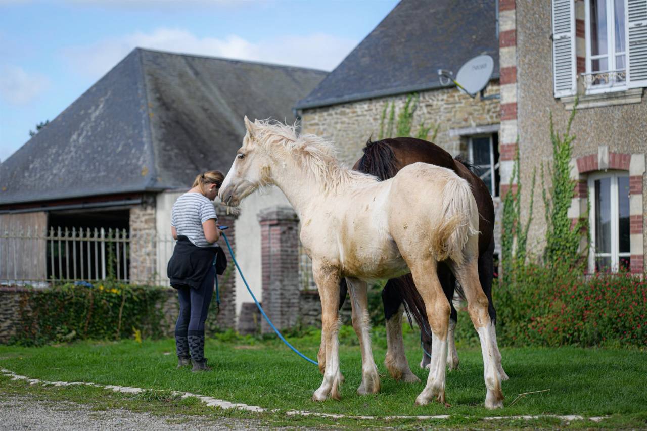 Puledra Gypsy Cob In vendita 2025 Palomino