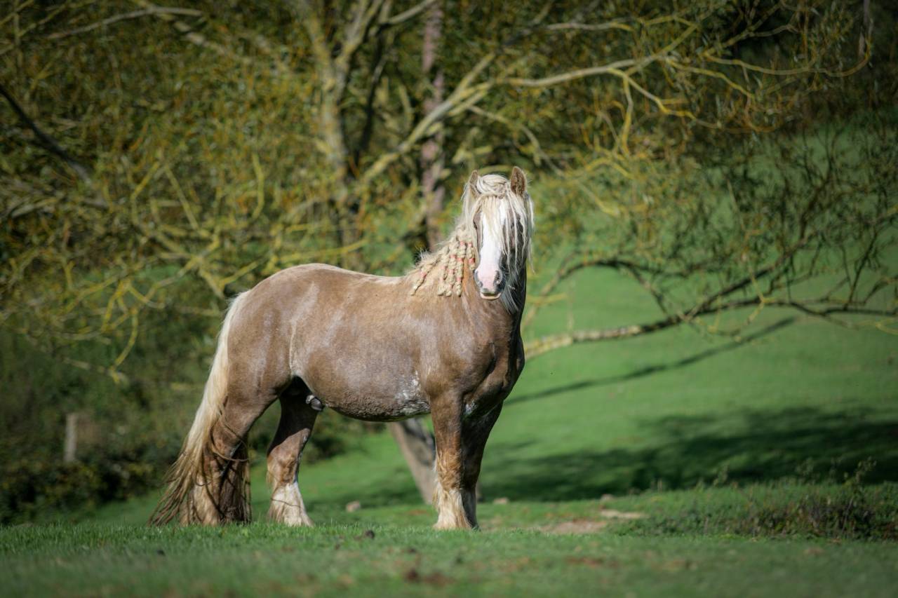 Edelweiss - Gypsy Cob 2022