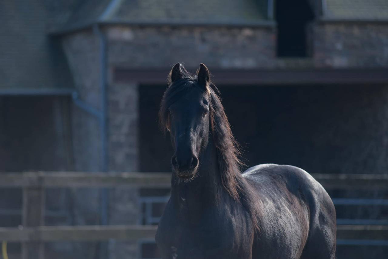 Elite de Gioux  - Arabo Frisone 2018