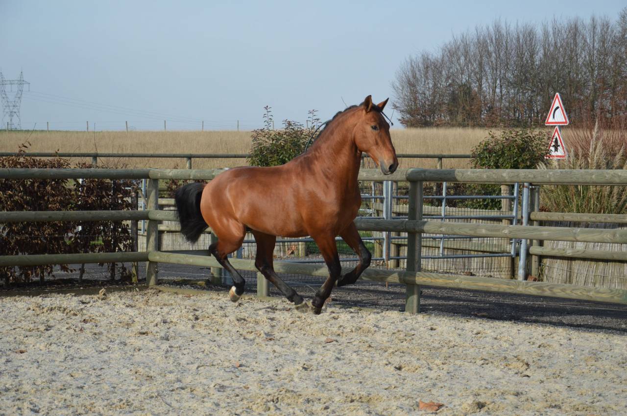 Intero PRE Andaluso In vendita 2019 Baio