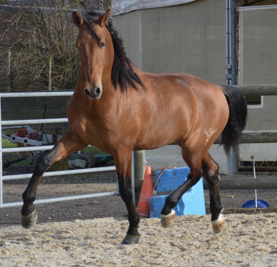 Intero PRE Andaluso In vendita 2019 Baio