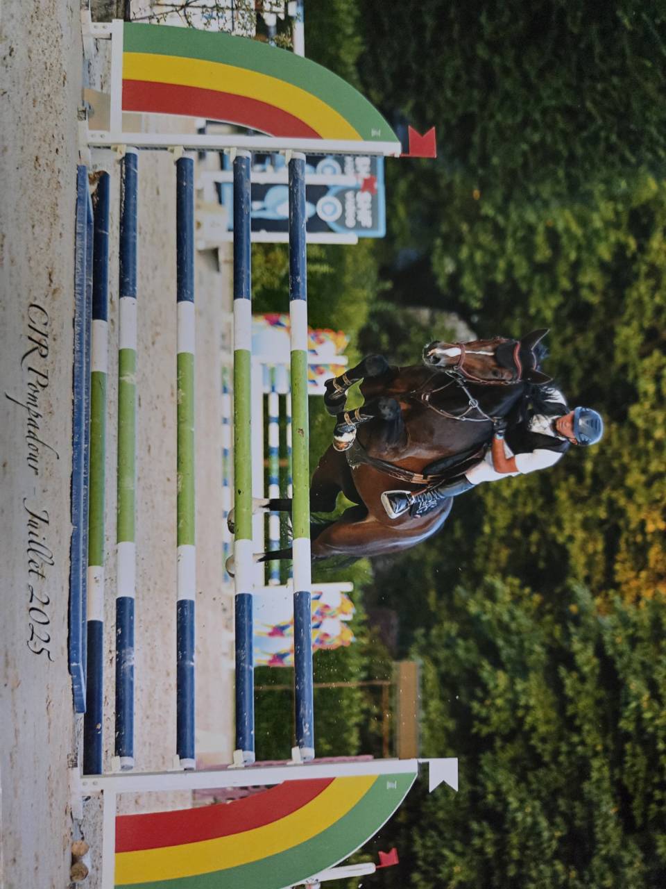 Castrone Sella Francese In vendita 2019 Baio scuro