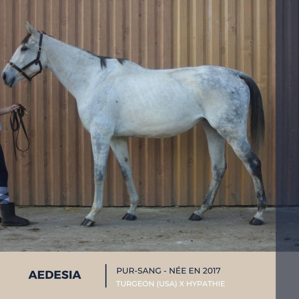 Cavalla Purosangue In vendita 2017 Grigio ,  TURGEON