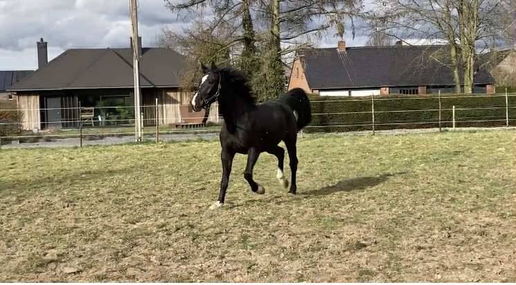 Castrone sBs Cavallo da Sport Belgio In vendita 2020 Baio