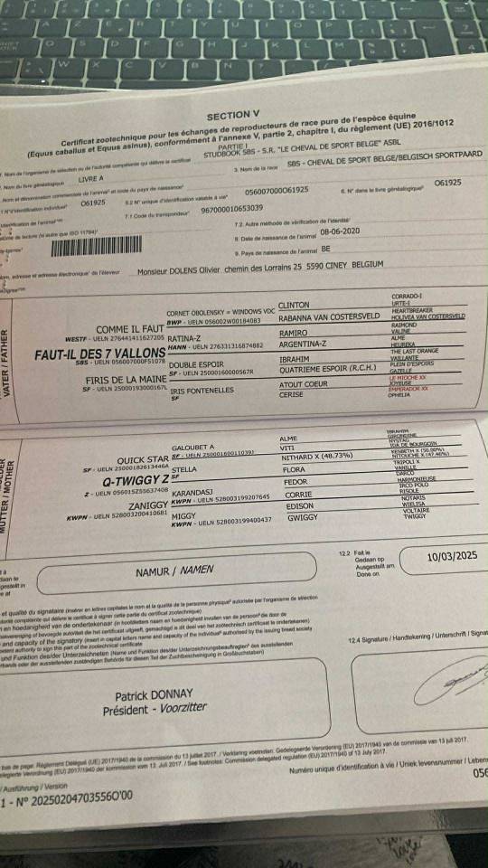 Castrone sBs Cavallo da Sport Belgio In vendita 2020 Baio