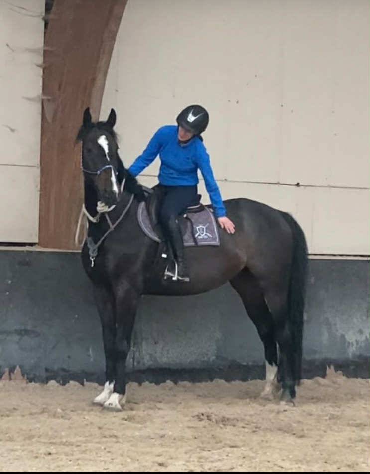 Castrone sBs Cavallo da Sport Belgio In vendita 2020 Baio