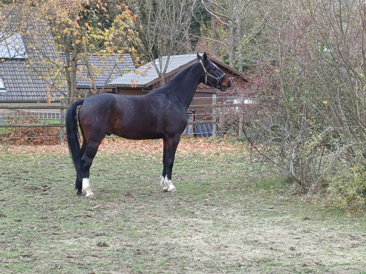 Castrone sBs Cavallo da Sport Belgio In vendita 2020 Baio