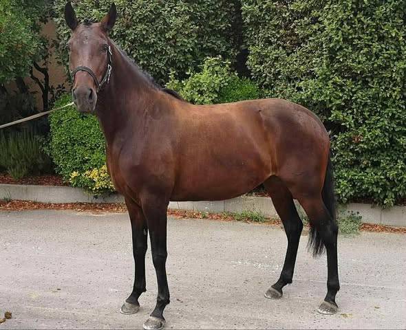 Cavalla Lusitano In vendita 2019 Baio scuro