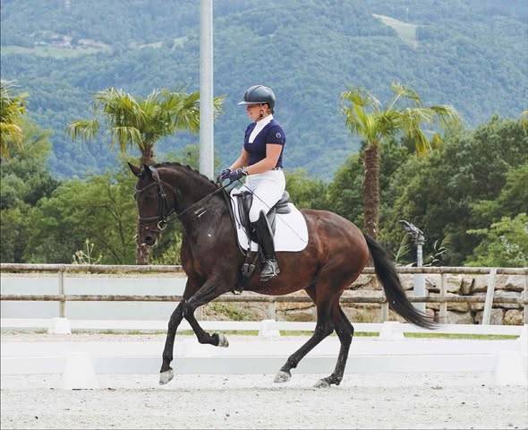 Cavalla Lusitano In vendita 2019 Baio scuro