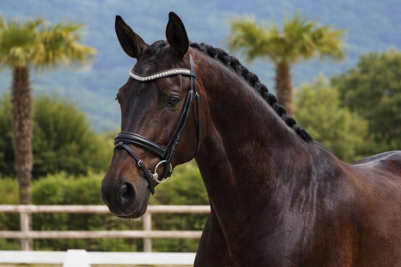 Cavalla Lusitano In vendita 2019 Baio scuro