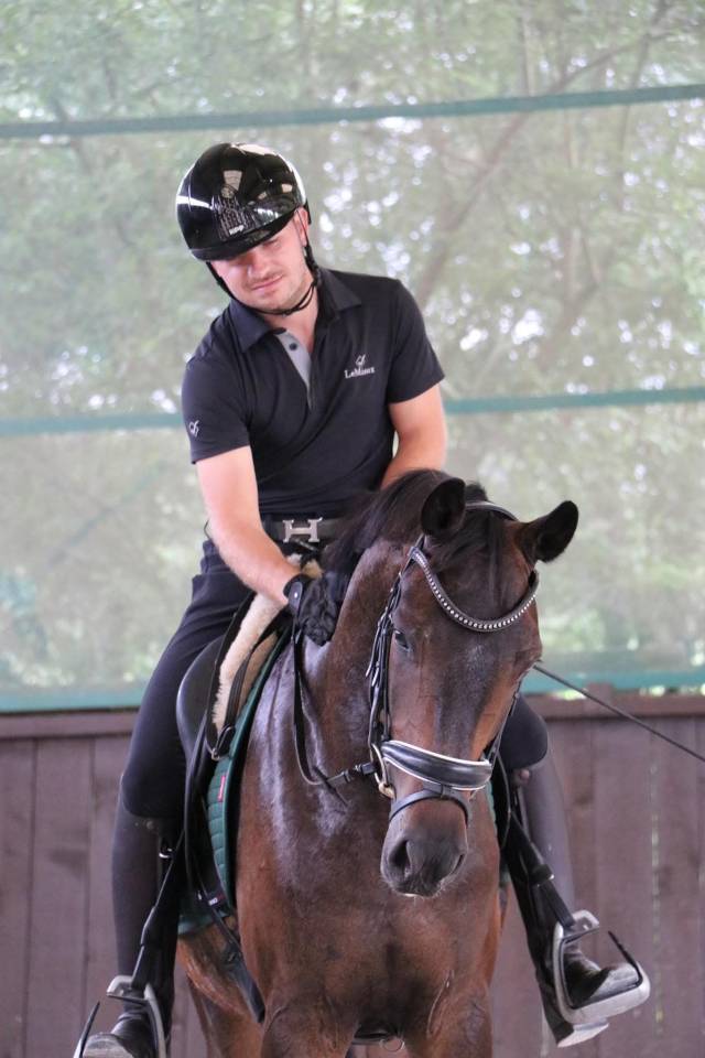 Castrone Oldenburger In vendita 2021 Baio scuro ,  Bon Coeur