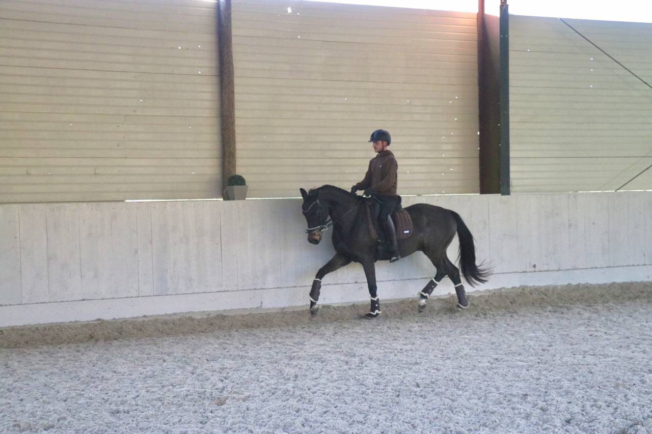 Castrone Oldenburger In vendita 2021 Baio scuro ,  Bon Coeur