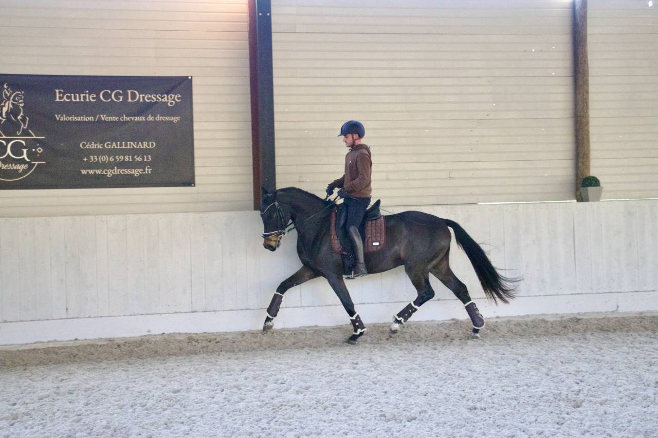 Castrone Oldenburger In vendita 2021 Baio scuro ,  Bon Coeur