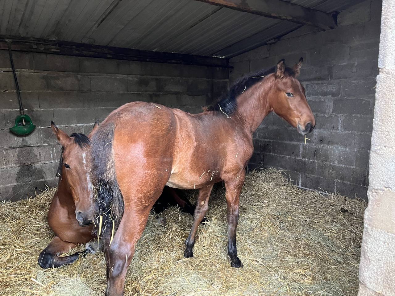 Cavaliere, CSO - Altro contratto Altro - Calvados Francia