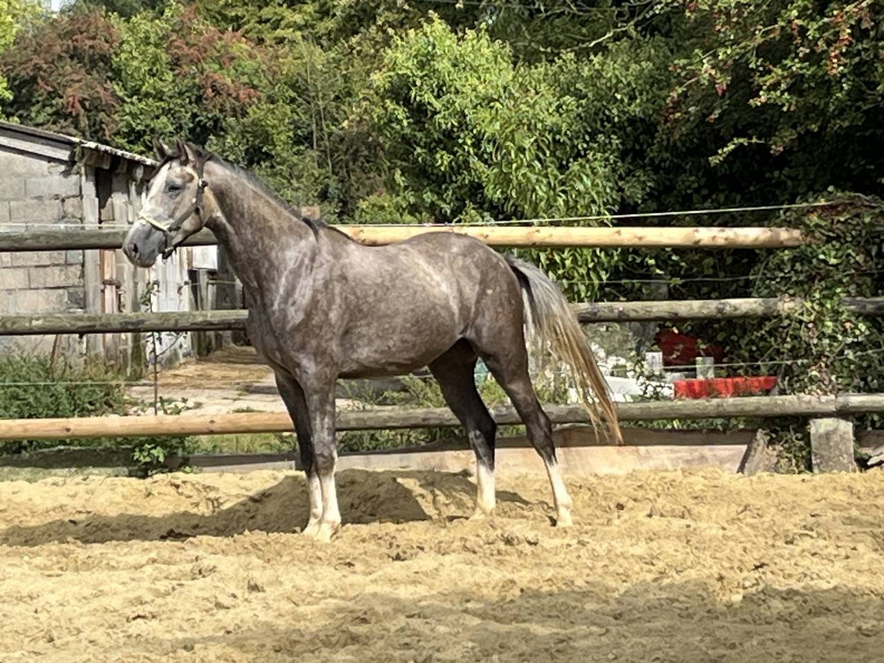 Cavaliere, CSO - Altro contratto Altro - Calvados Francia