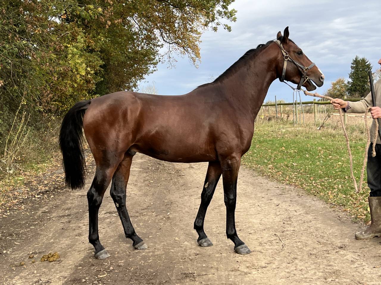 Cavaliere, CSO - Altro contratto Altro - Calvados Francia