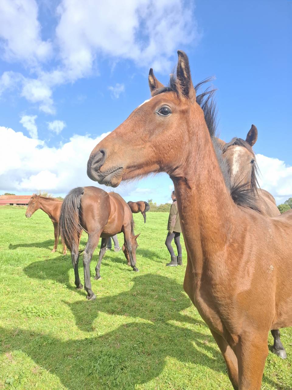 Puledro Anglo-Normand In vendita 2025 Baio ,  laumae de bessay