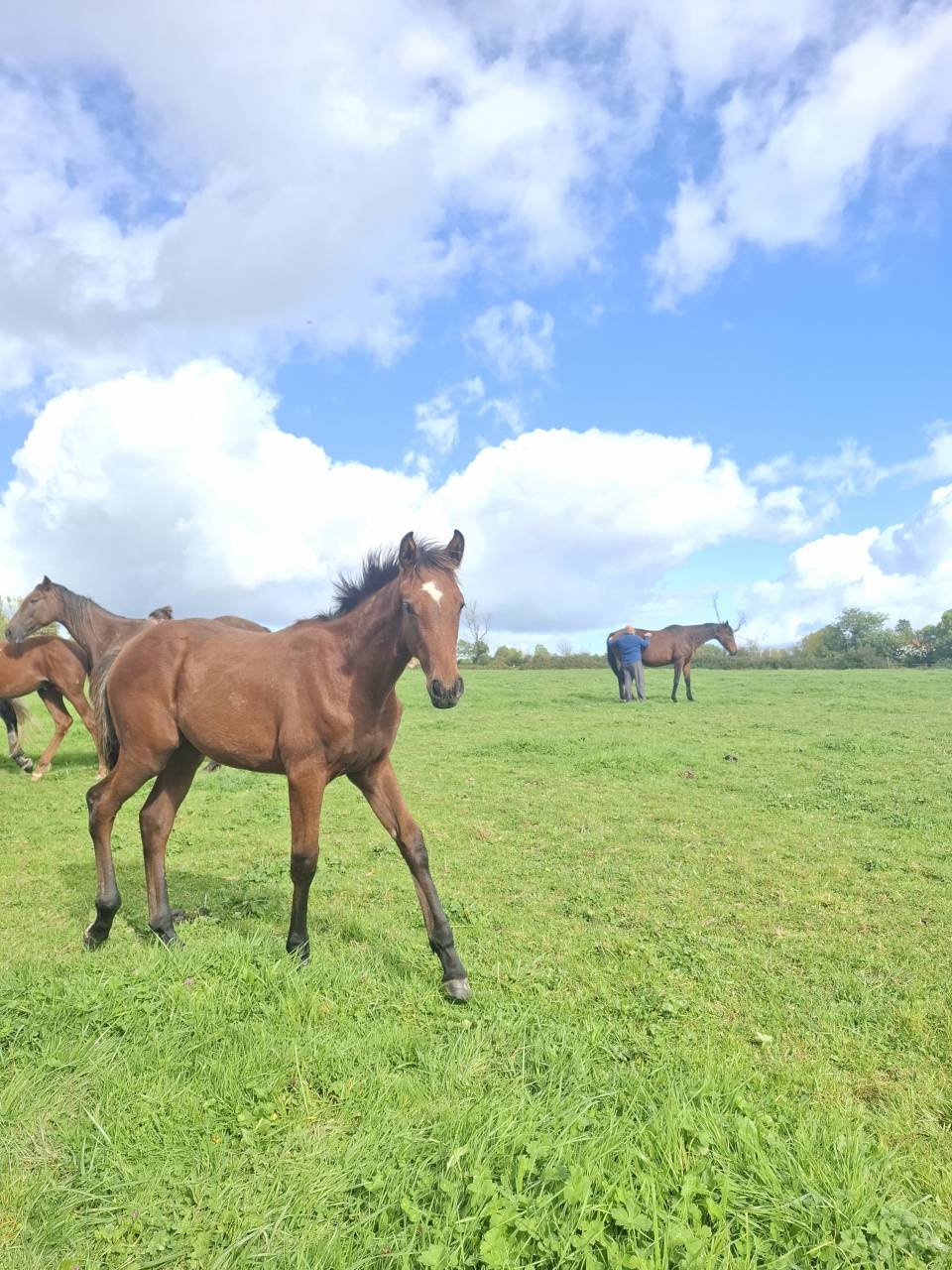 Puledro Anglo-Normand In vendita 2025 Baio ,  laumae de bessay