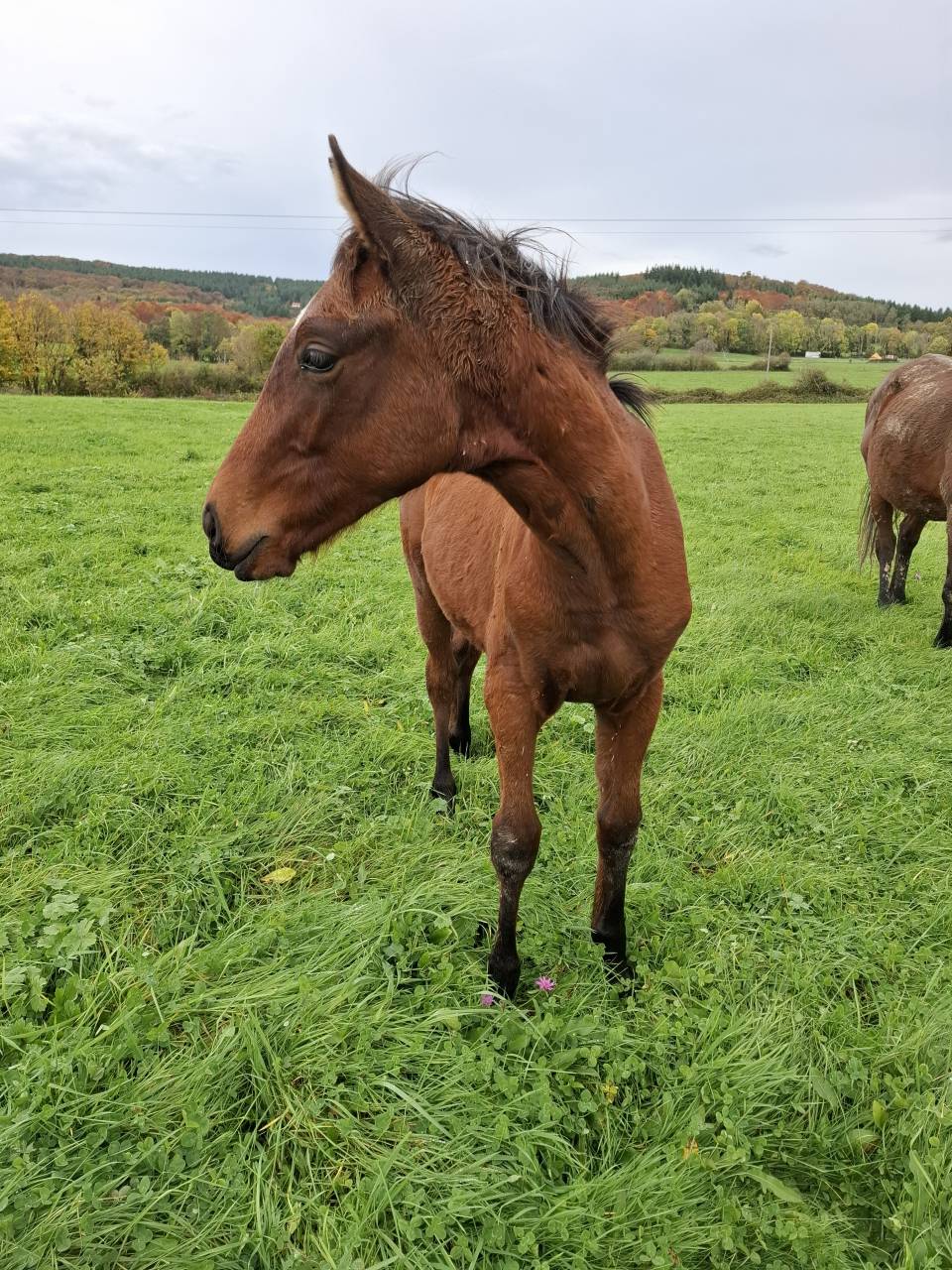 Puledro Anglo-Normand In vendita 2025 Baio ,  laumae de bessay