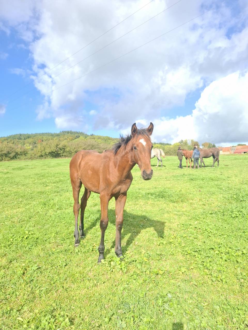 Puledro Anglo-Normand In vendita 2025 Baio ,  laumae de bessay