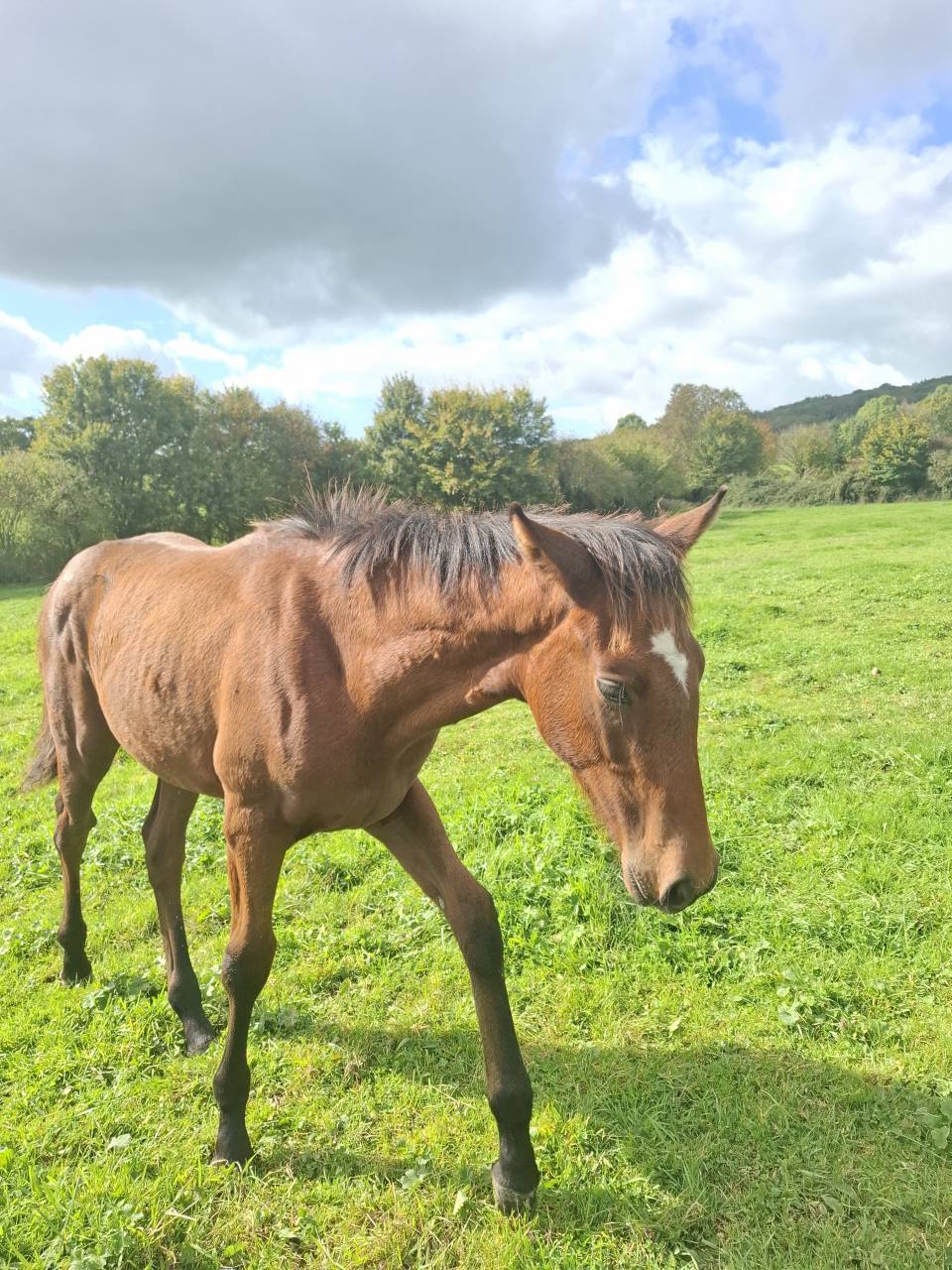 Puledro Anglo-Normand In vendita 2025 Baio ,  laumae de bessay