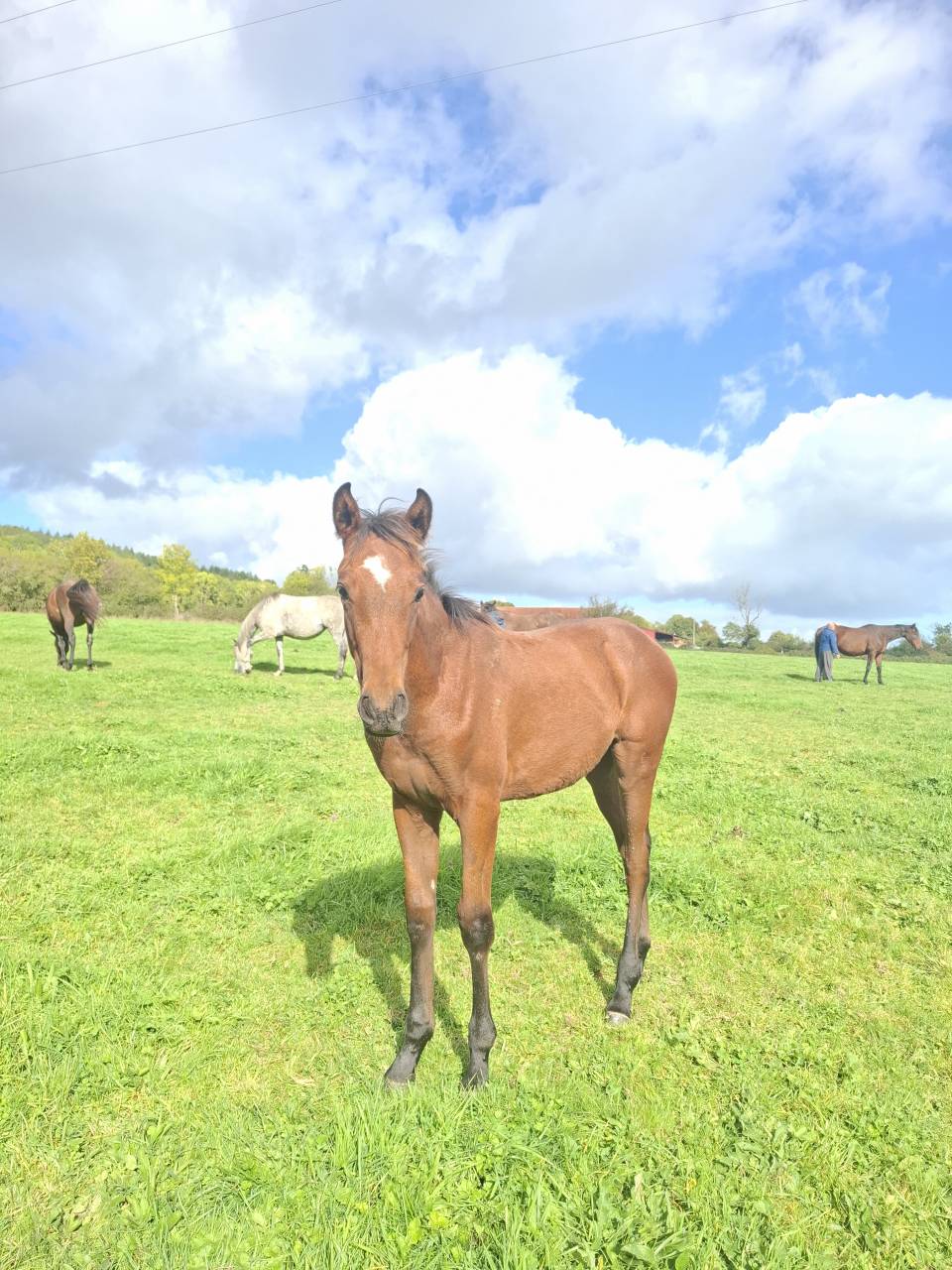 Puledro Anglo-Normand In vendita 2025 Baio ,  laumae de bessay