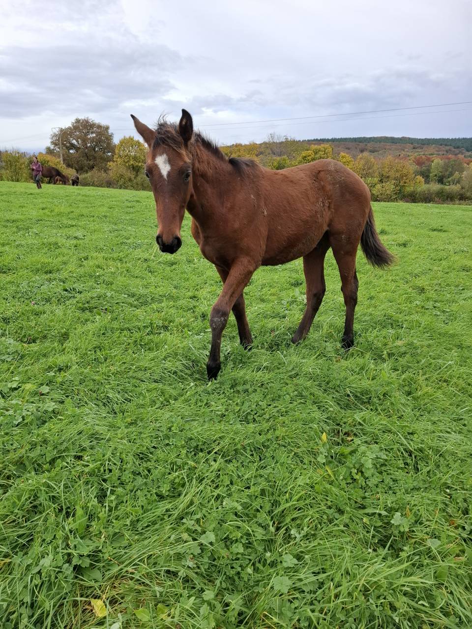 Puledro Anglo-Normand In vendita 2025 Baio ,  laumae de bessay