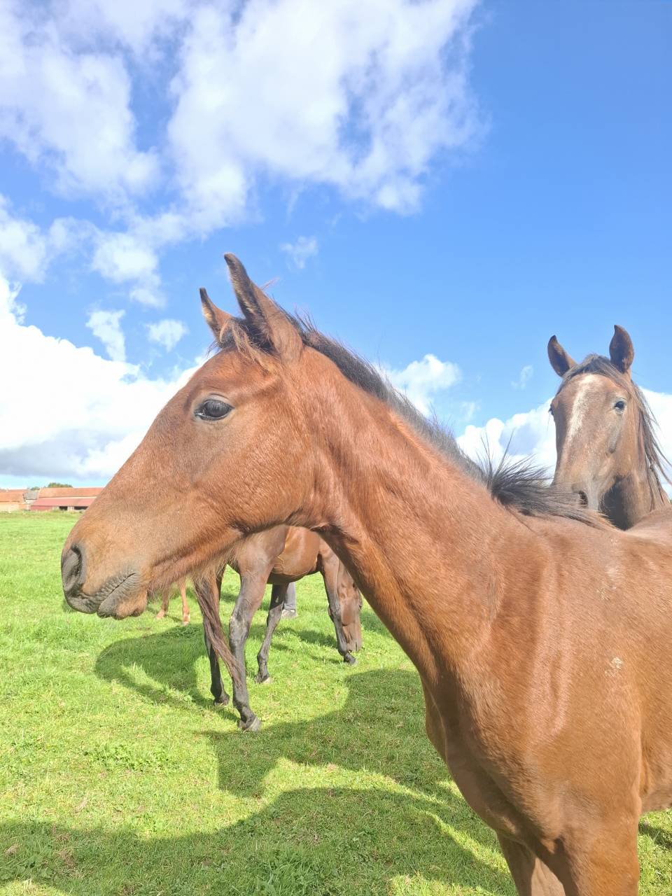 Puledro Anglo-Normand In vendita 2025 Baio ,  laumae de bessay
