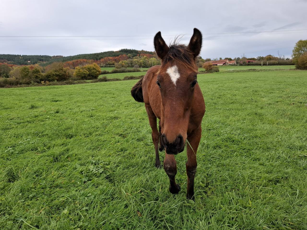 Puledro Anglo-Normand In vendita 2025 Baio ,  laumae de bessay