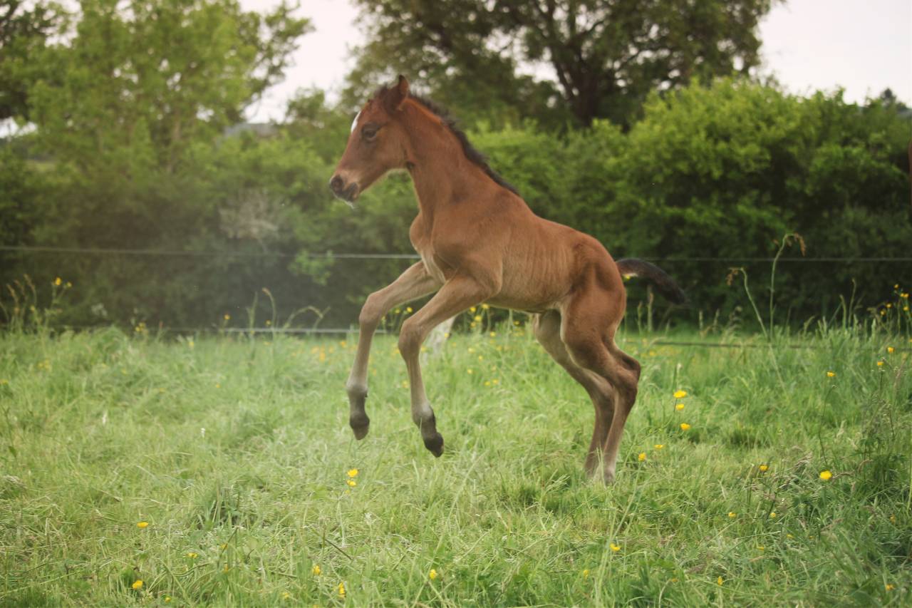 Puledro Anglo-Normand In vendita 2025 Baio ,  laumae de bessay