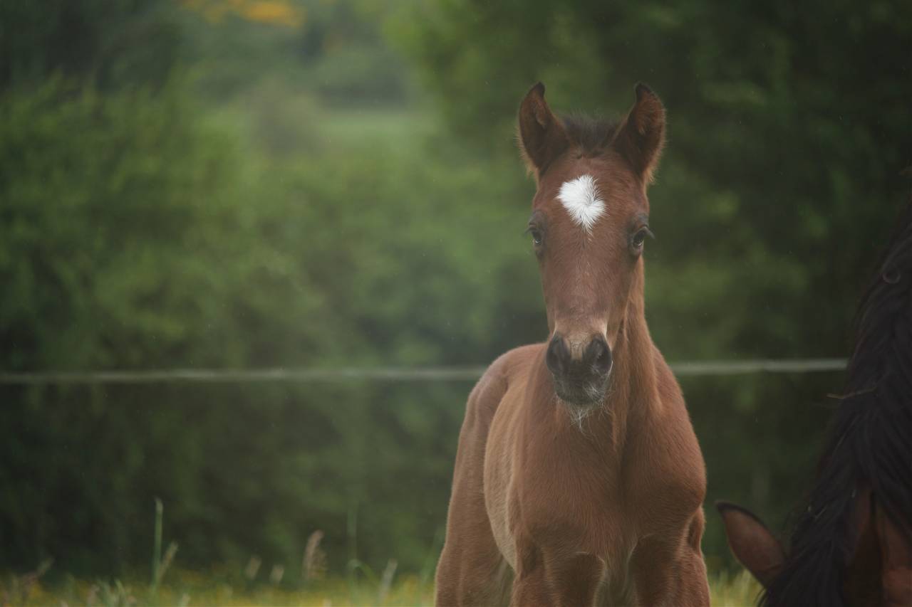 Puledro Anglo-Normand In vendita 2025 Baio ,  laumae de bessay