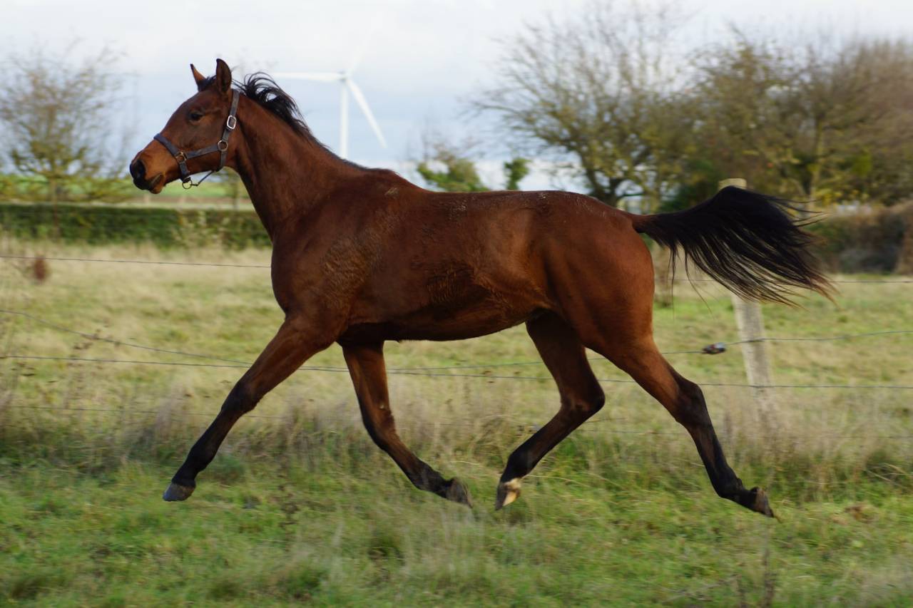 Cavalla Sella Francese In vendita 2024 Baio ,  Cooper van’t Heffinck