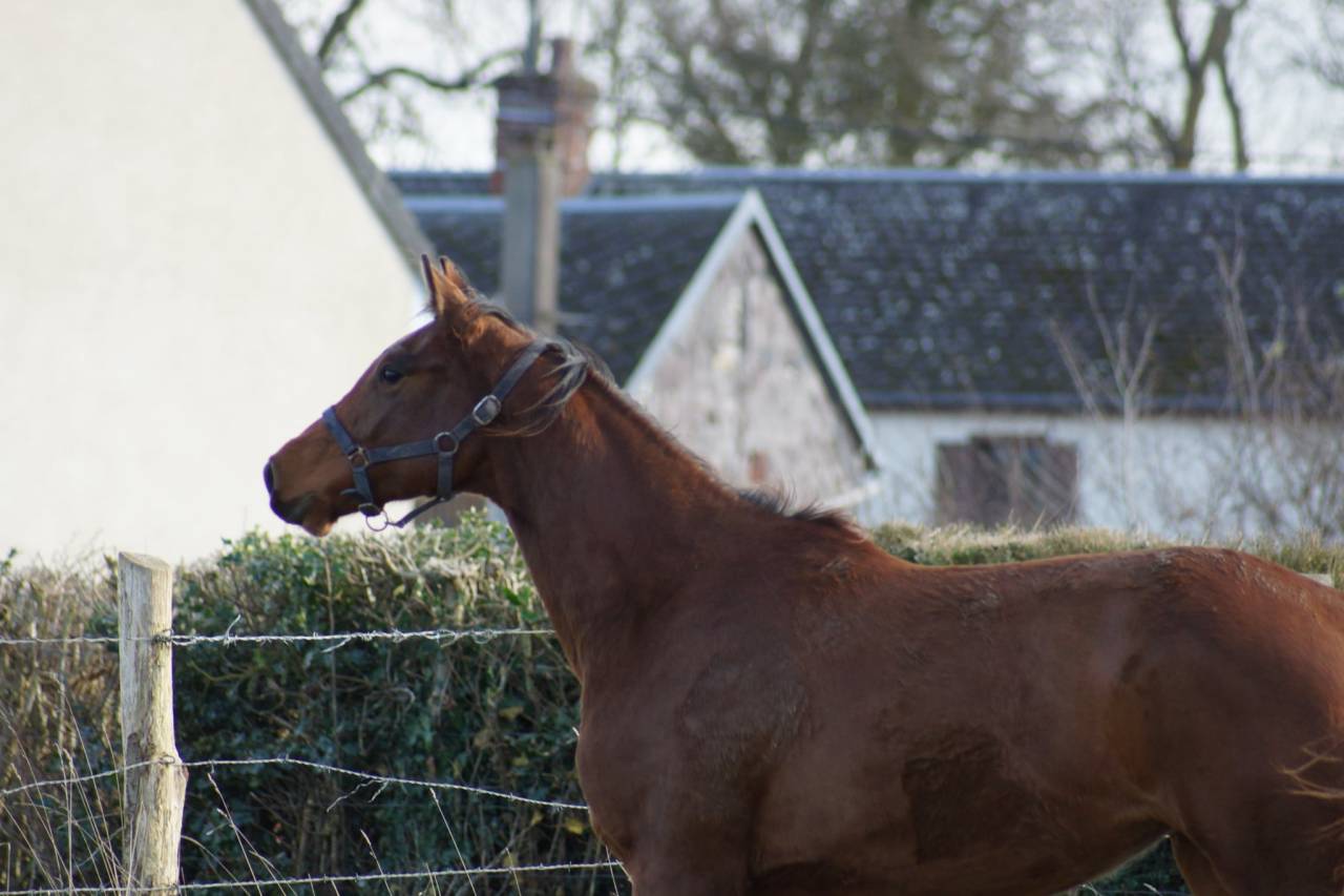 Cavalla Sella Francese In vendita 2024 Baio ,  Cooper van’t Heffinck