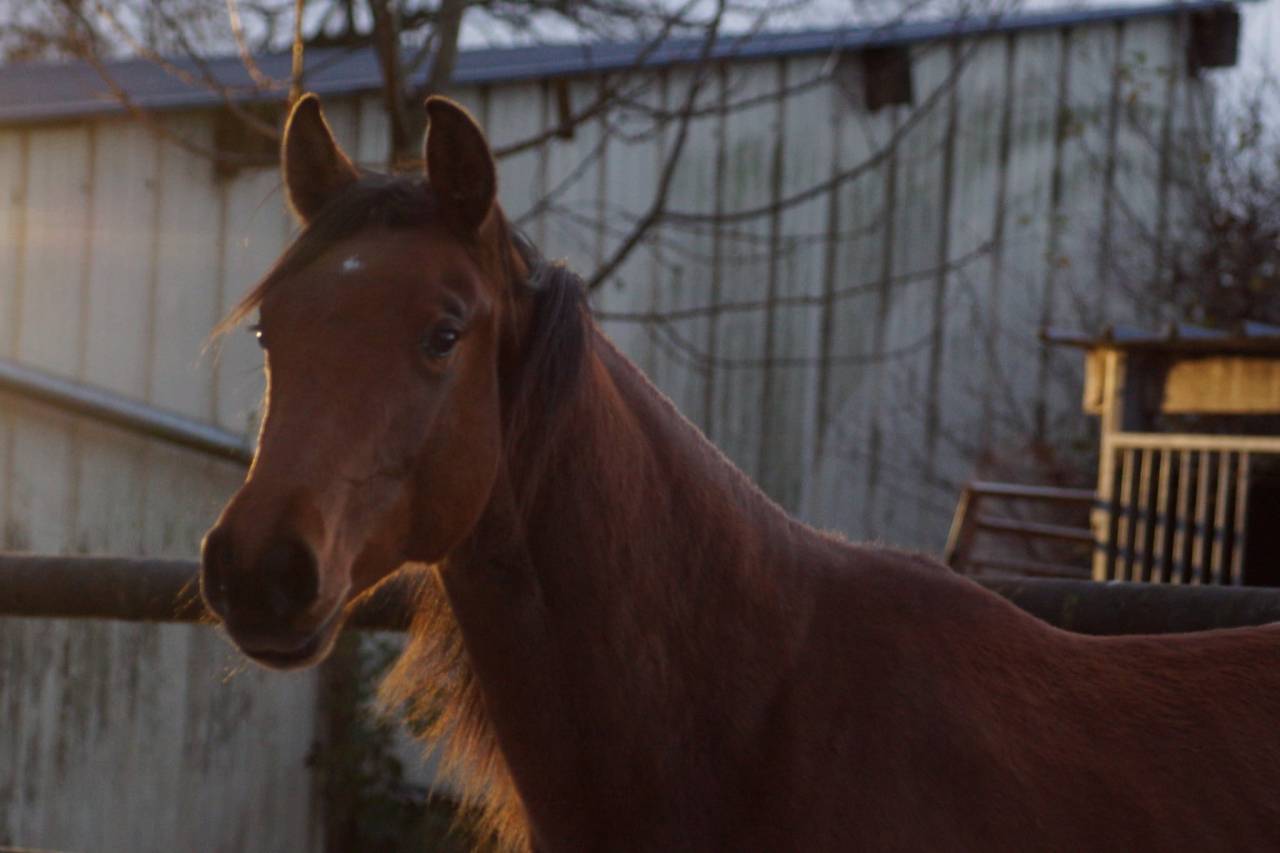 Cavalla Sella Francese In vendita 2024 Baio ,  Cooper van’t Heffinck