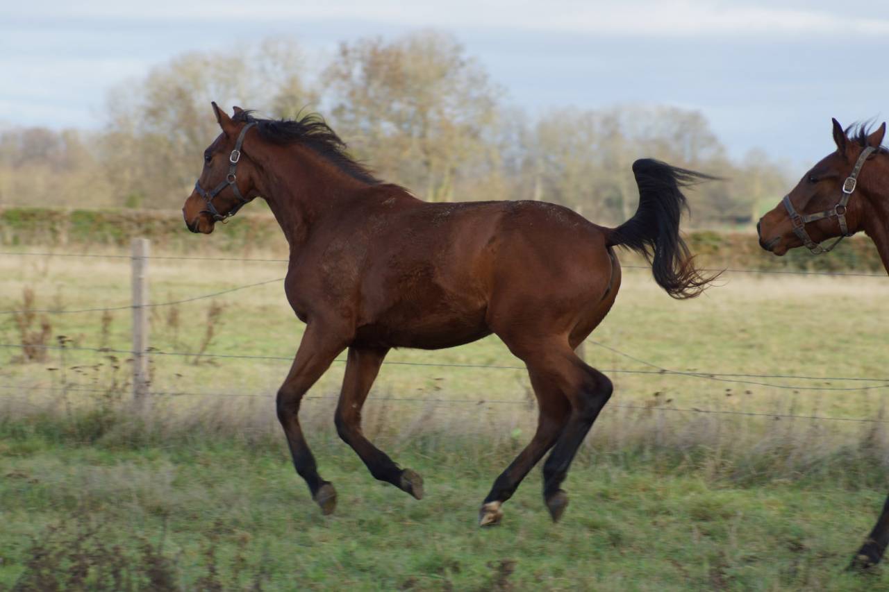 Cavalla Sella Francese In vendita 2024 Baio ,  Cooper van’t Heffinck