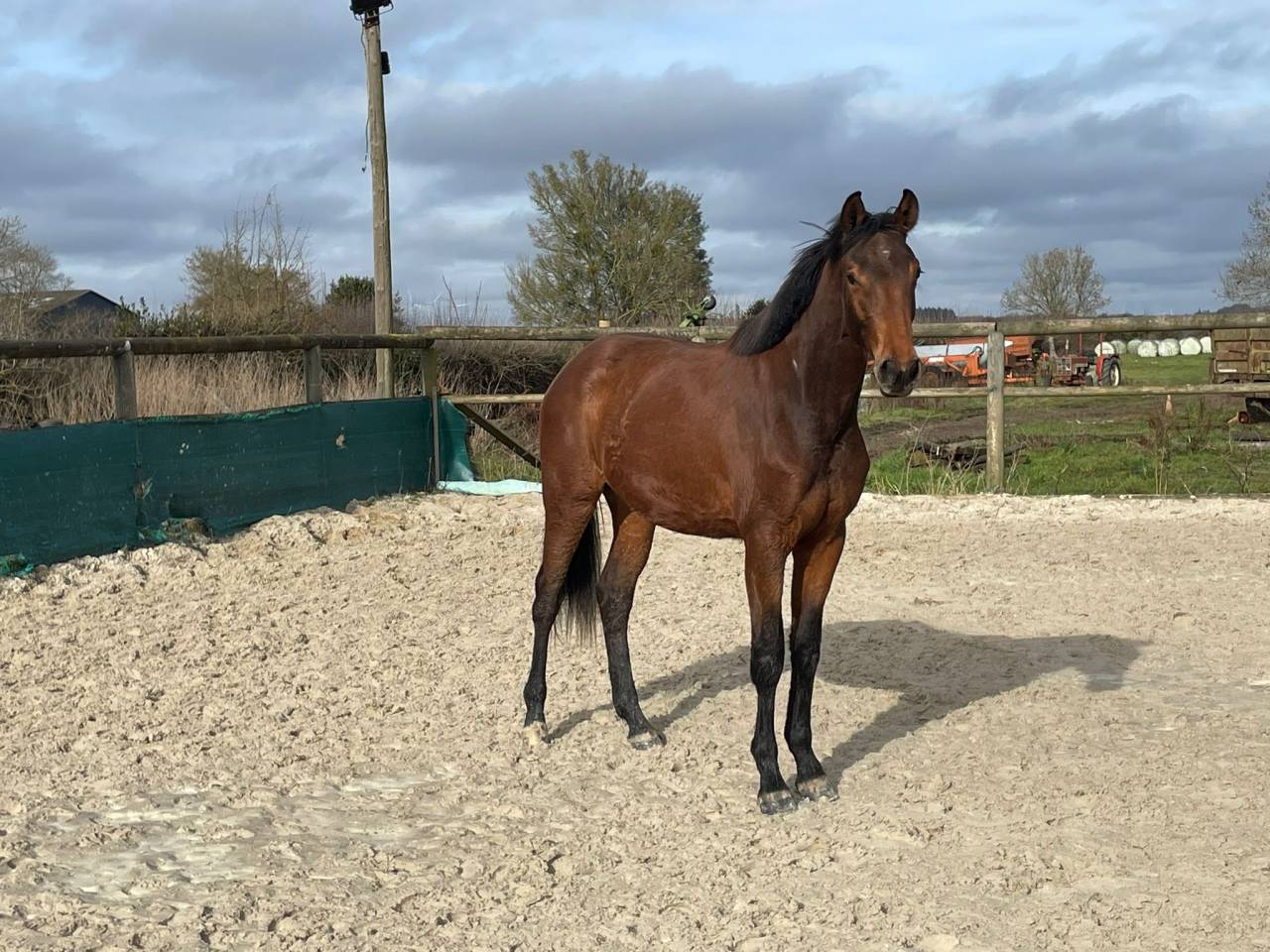 Cavalla Sella Francese In vendita 2024 Baio ,  Cooper van&rsquo;t Heffinck