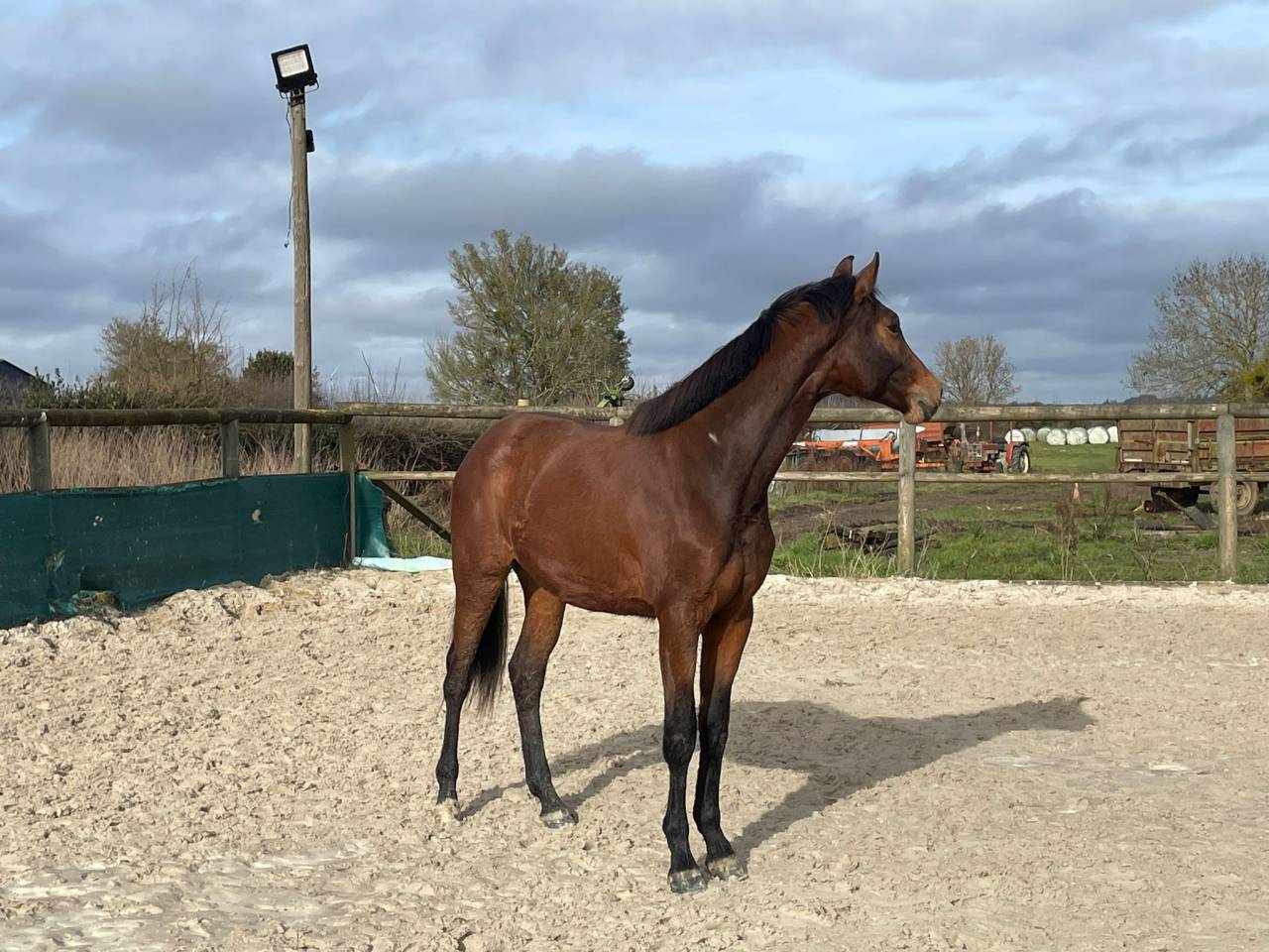 Cavalla Sella Francese In vendita 2024 Baio ,  Cooper van&rsquo;t Heffinck