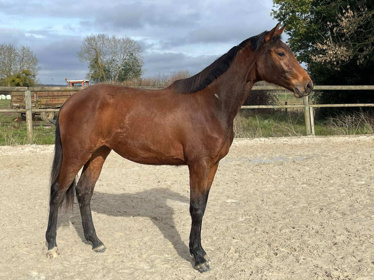 Cavalla Sella Francese In vendita 2024 Baio ,  Cooper van&rsquo;t Heffinck