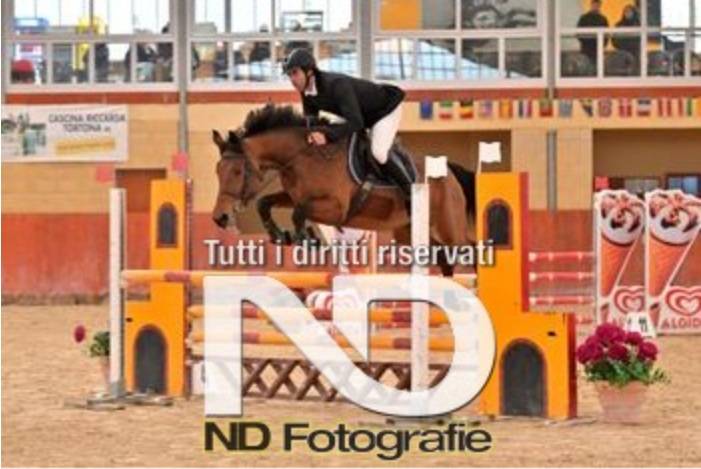Cavallo Italiano Salto Ostacoli
