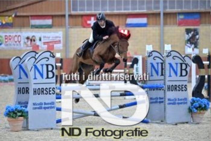 Cavallo Italiano Salto Ostacoli