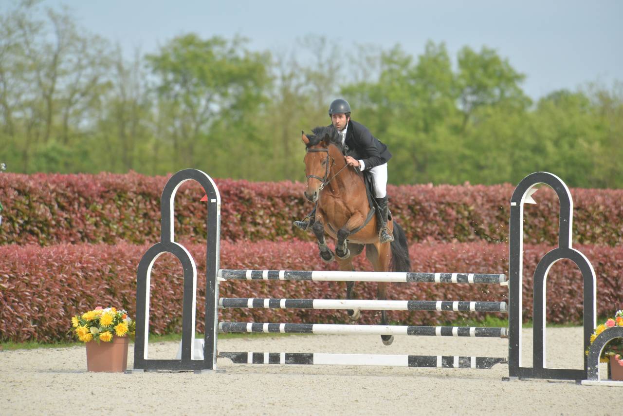 Cavallo Italiano Salto Ostacoli